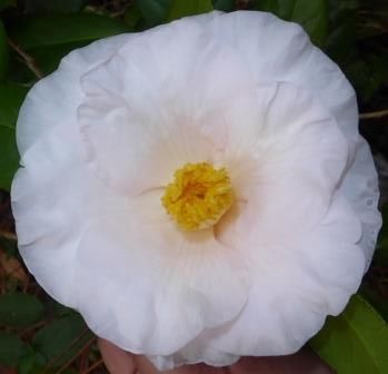 Moonlight Bay Camellia, Camellia japonica 'Moonlight Bay'